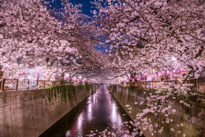 【スーパーセール】 at illuminated blossoms cherry yozakura: Tokyo's night The | ミニカー