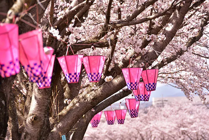 When and where to see cherry blossoms in Tokyo in 2025 | The