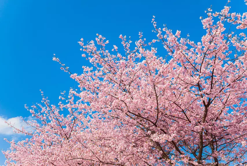 Sakura season underway in Japan