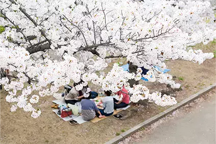 Everything You Need to Know to Enjoy the Cherry Blossom Season in