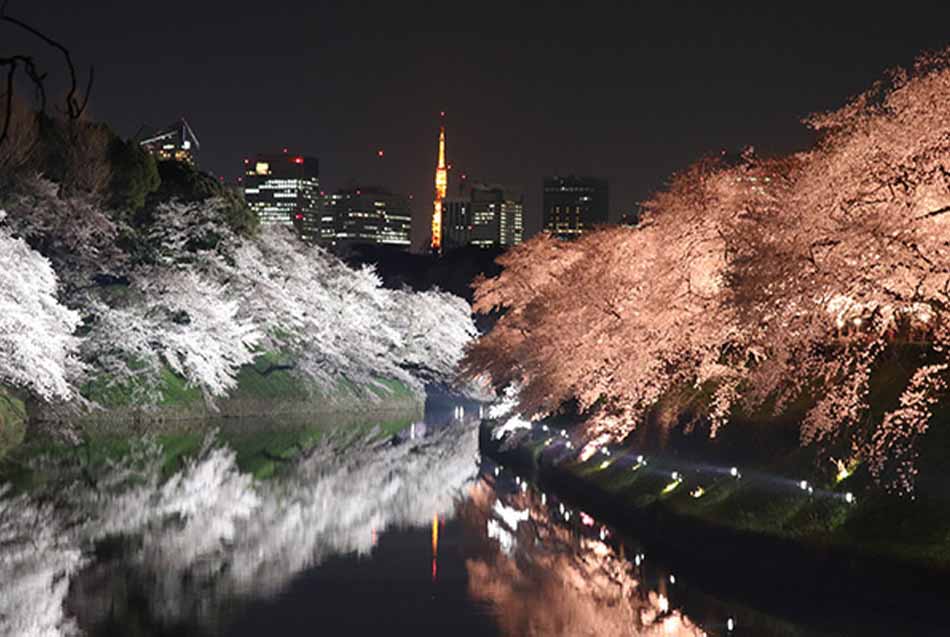 Best Cherry Blossom Peak Bloom at Night: Yozakura - Sakuraco