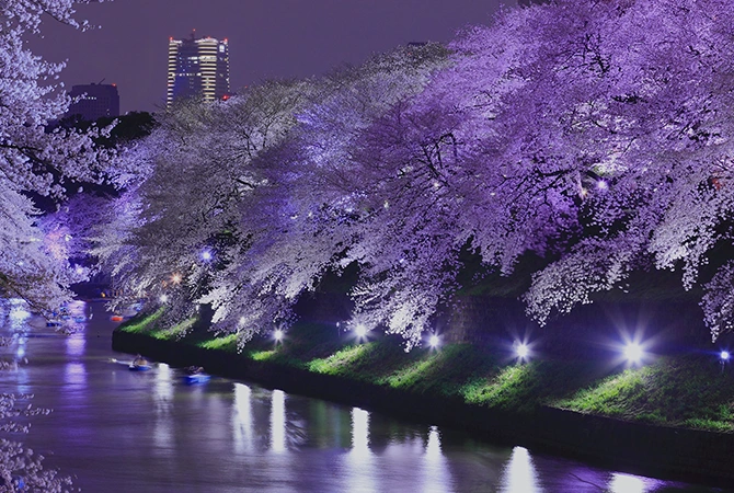 Tokyo's yozakura in 2026: cherry blossoms illuminated at night