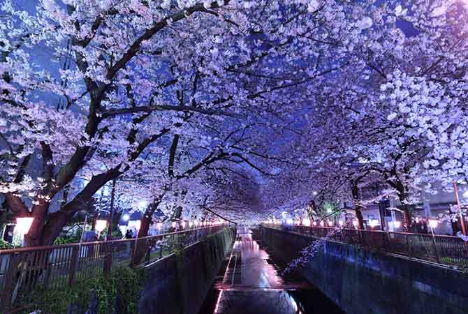 Under the Moonlit Sakura: Nostalgia for a Remarkable Cherry Blossom Night -  Sakuraco