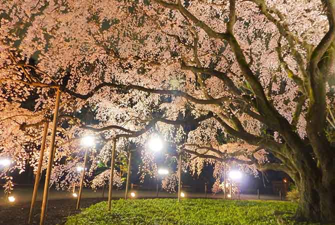 Under the Moonlit Sakura: Nostalgia for a Remarkable Cherry Blossom Night -  Sakuraco