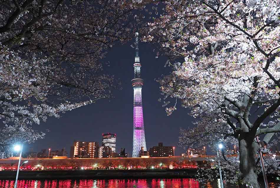 Tokyo blossom