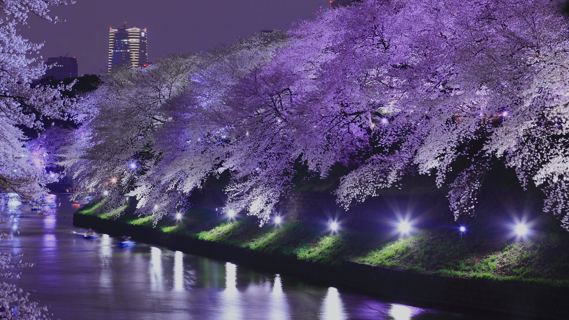 Purple cherry trees grow after rain at night 23655939 Stock Video at  Vecteezy