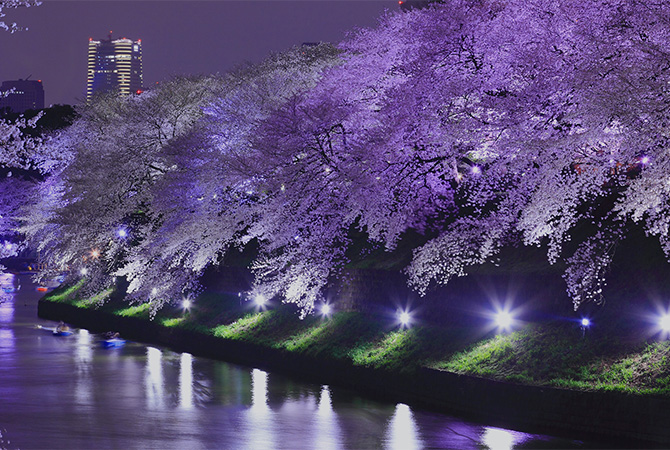 Yozakura: cherry blossoms illuminated at night