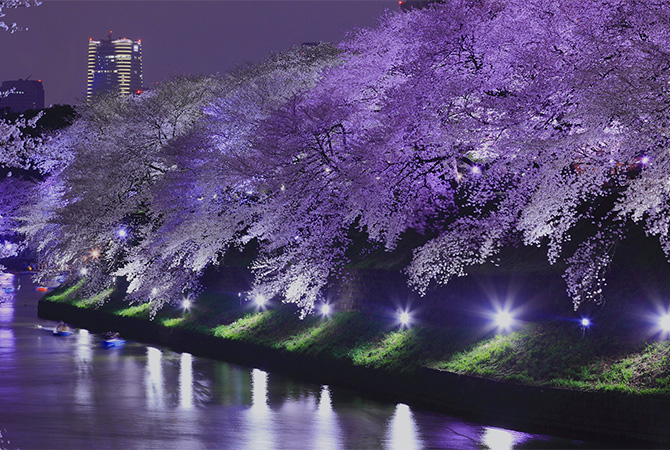 When and where to see cherry blossoms in Tokyo in 2025 | The