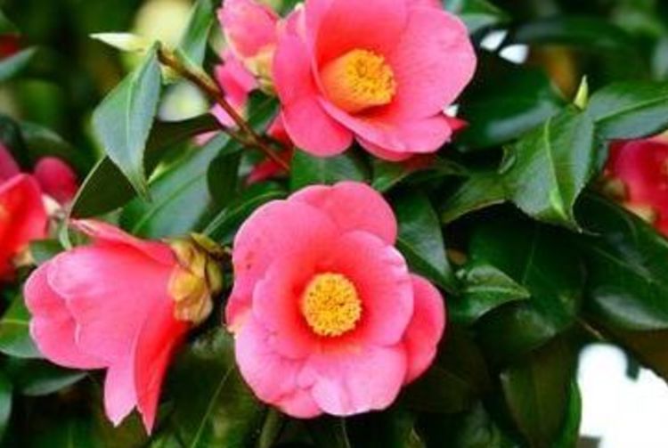 つばき花びら染め体験 東京の観光公式サイトgo Tokyo つばき花びら染め体験 東京の観光公式サイトgo Tokyo