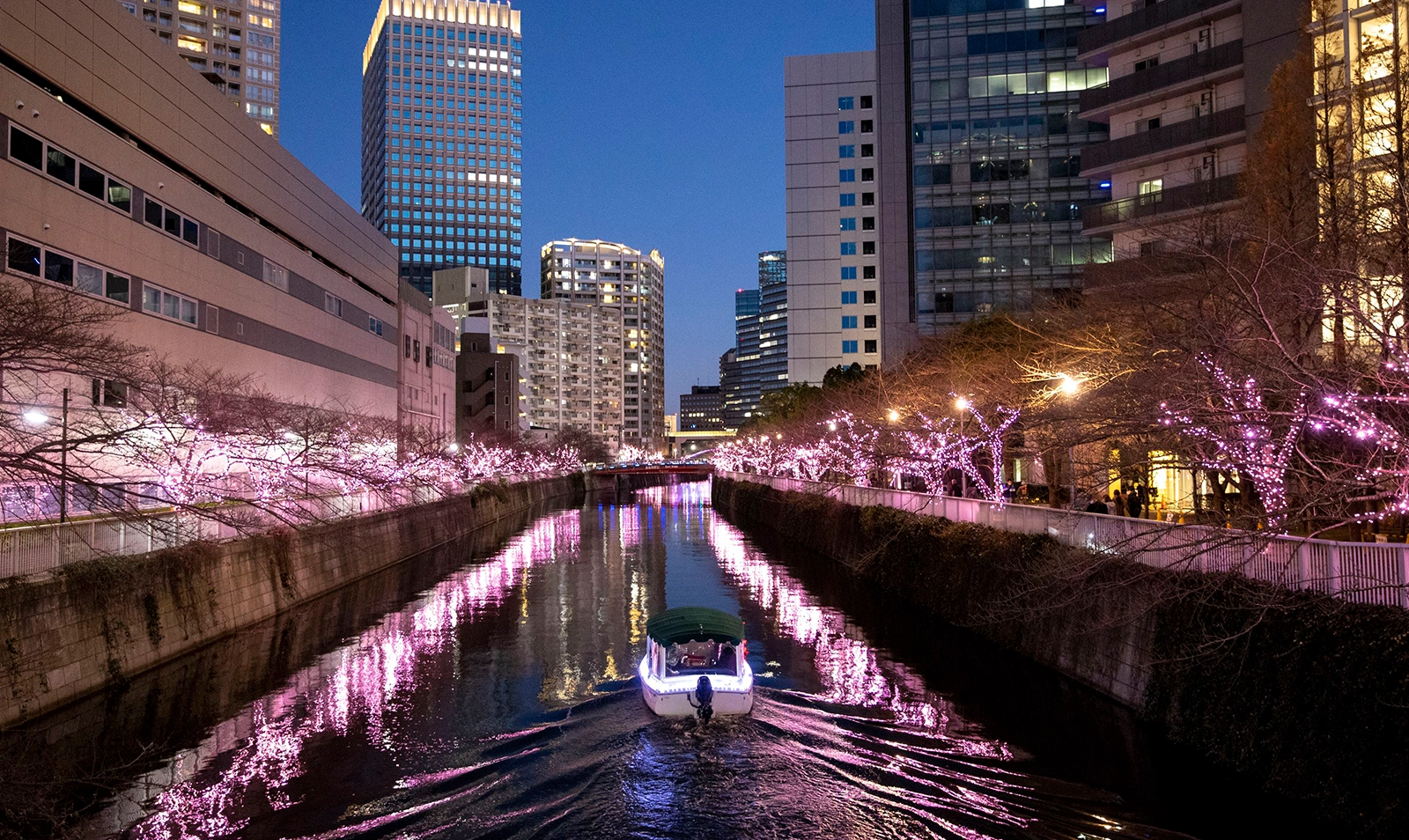 Winter Cherry Blossoms