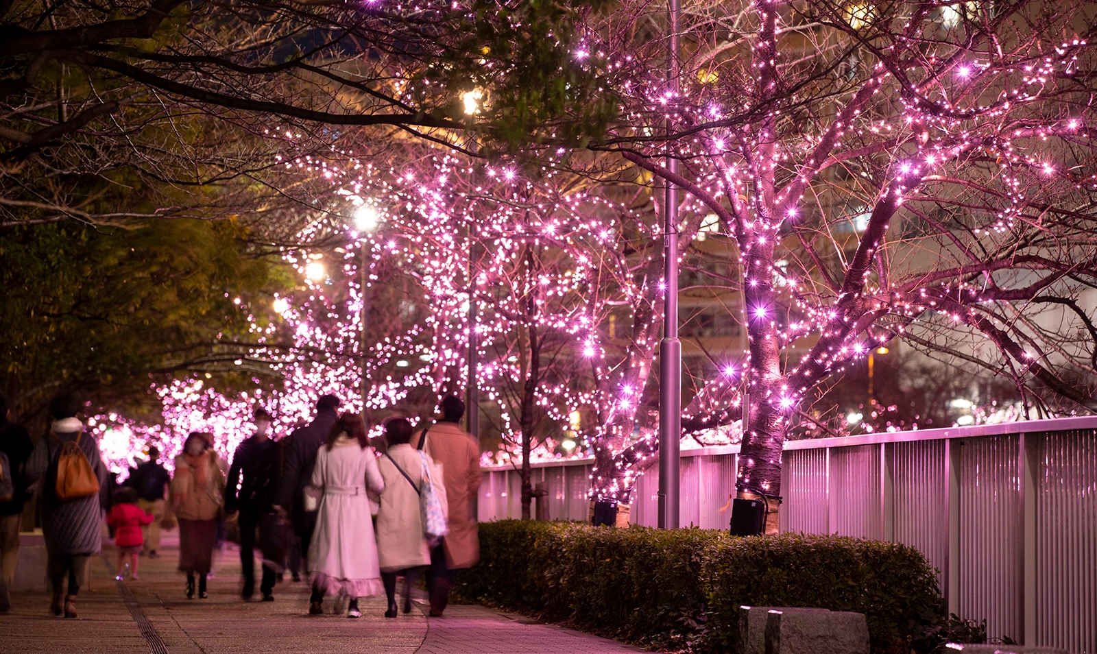 Winter Cherry Blossoms