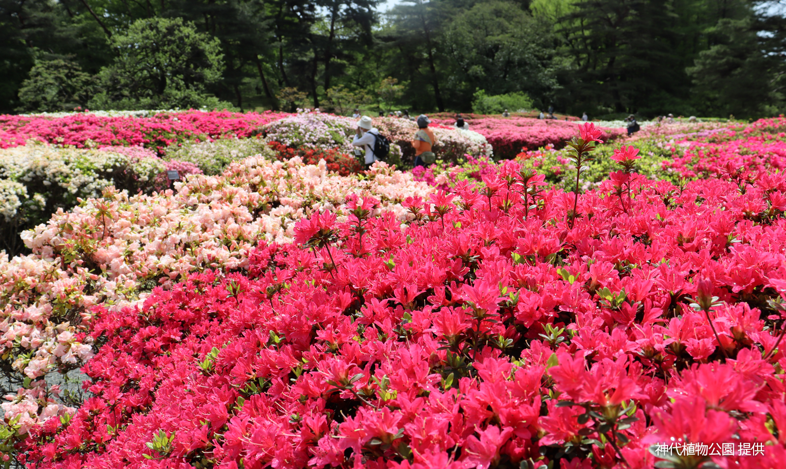 Jindai Botanical Gardens,