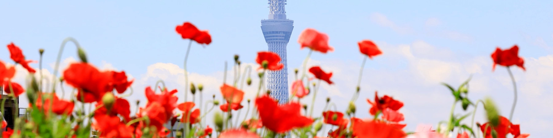 A slow, relaxed walk in Tokyo's retro towns enticed by famous foods