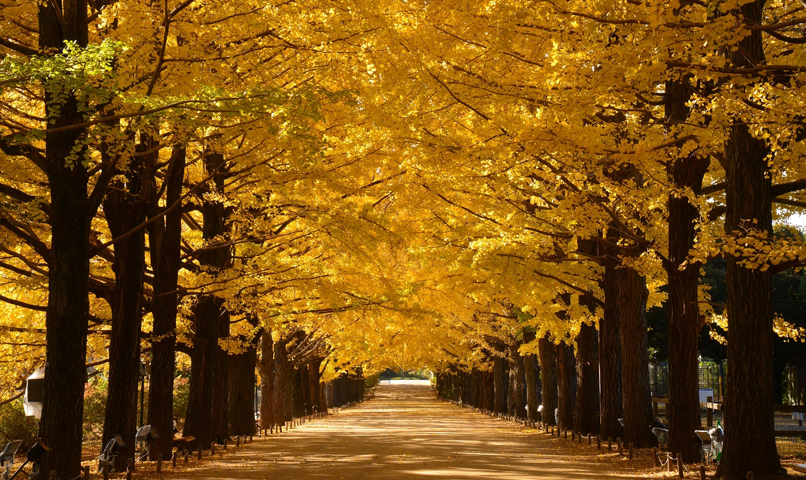 Showa Kinen Park