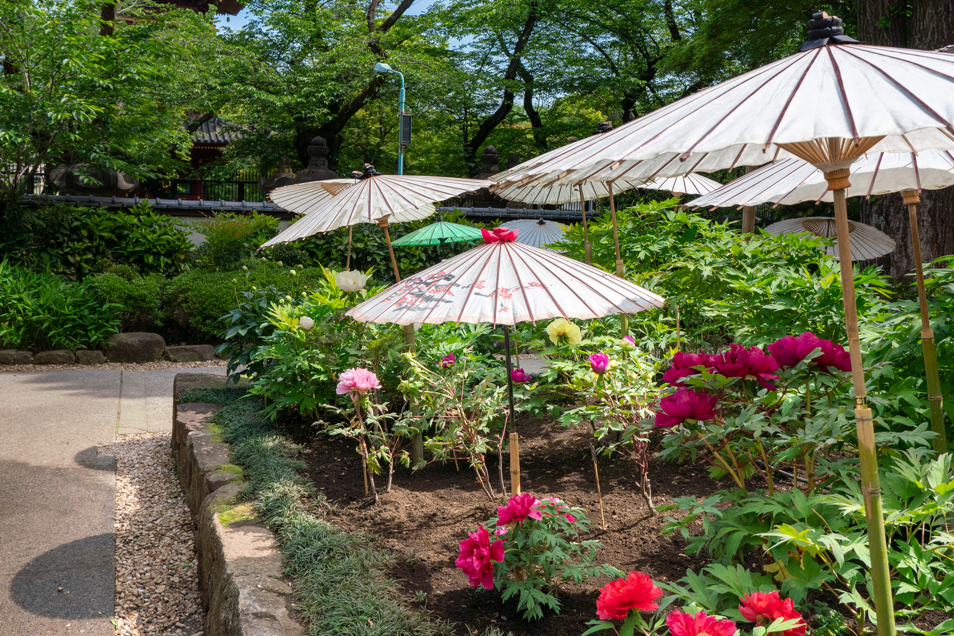 Spring Time Peony Blossom Festival in Ueno Toshogu Peony Garden