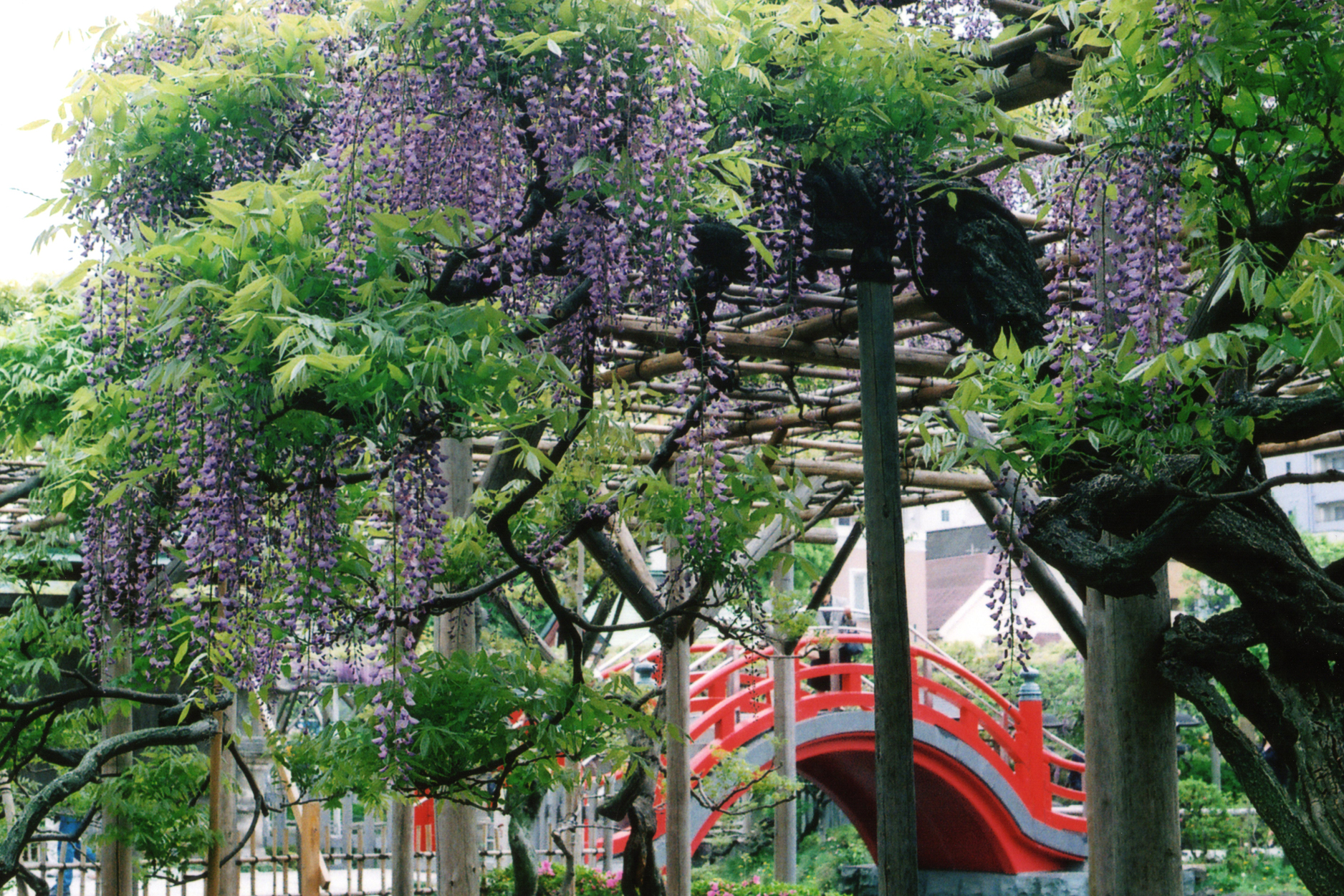 Kameido Tenjin Shrine Wisteria Festival