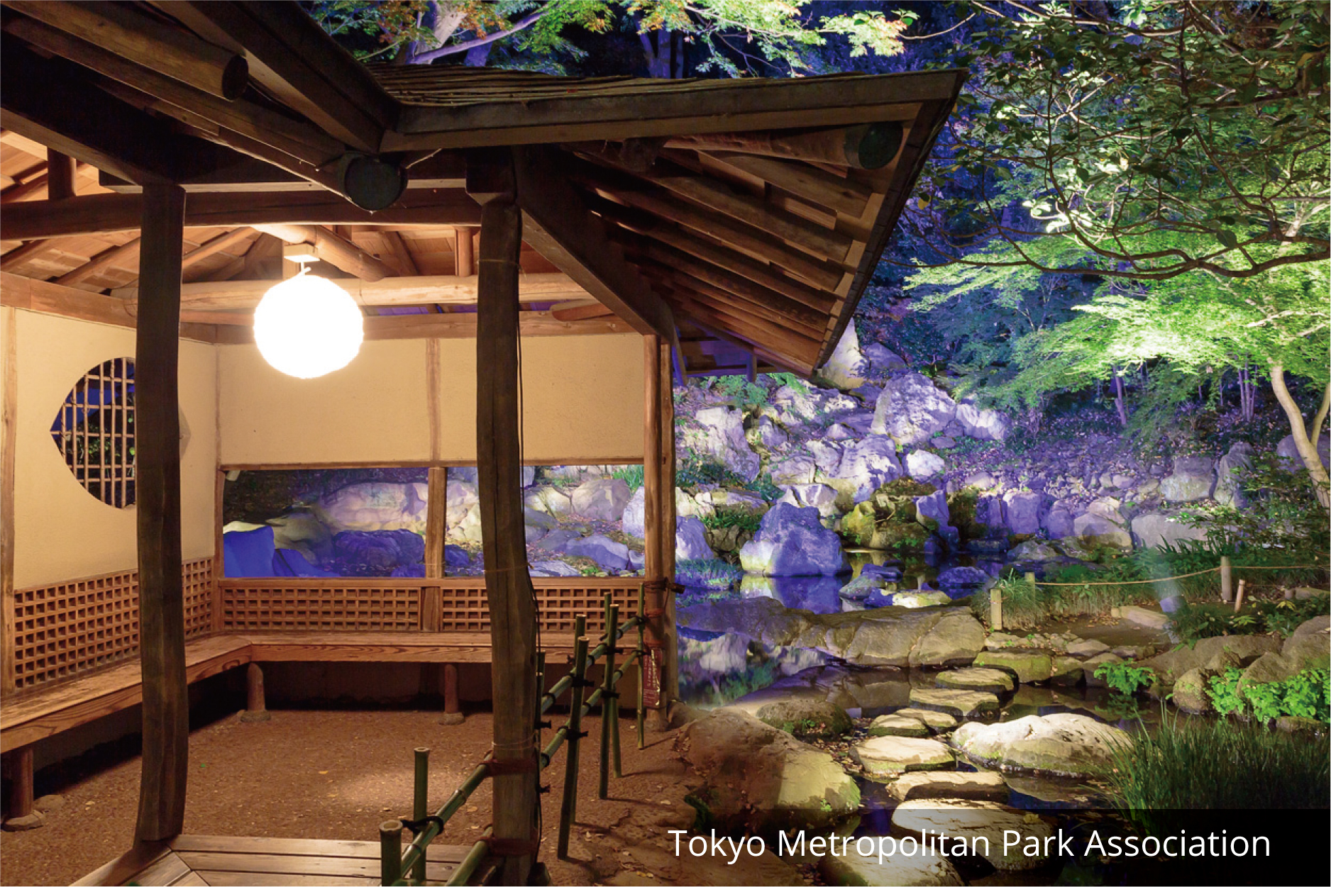 Illuminated autumn tints in Japanese Gardens