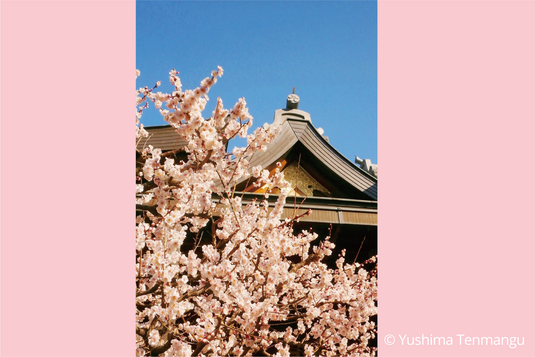 Bunkyo Ume Matsuri (Plum Festival)