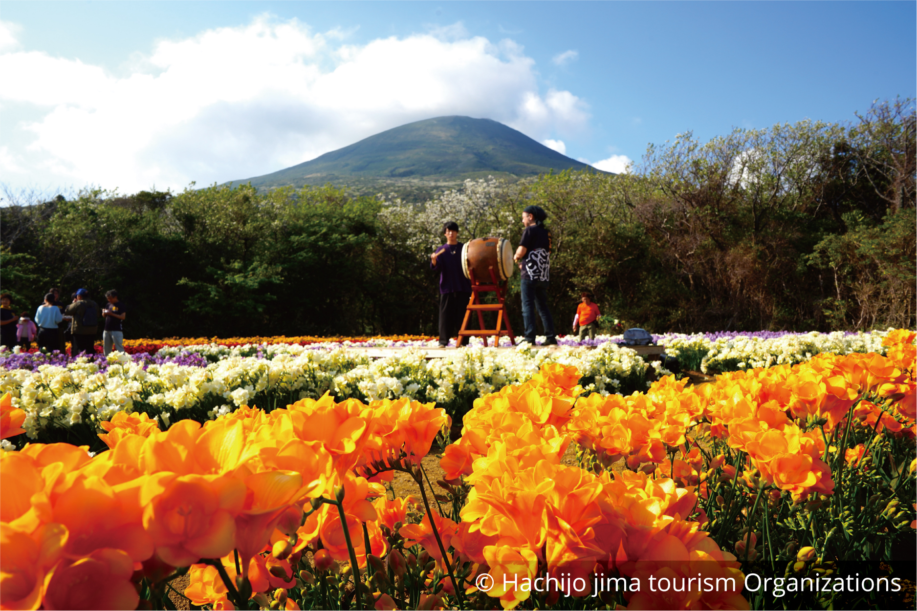 Freesia Festival in Hachijojima Island