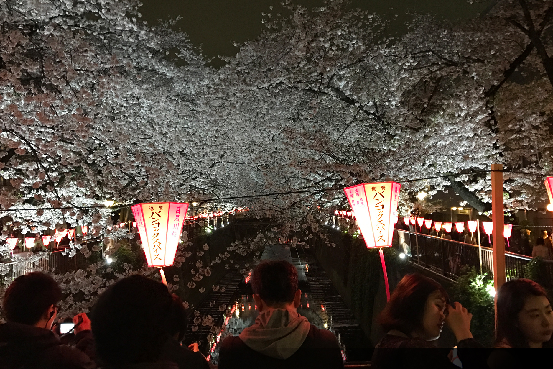 Nakameguro Cherry Blossom Illuminations