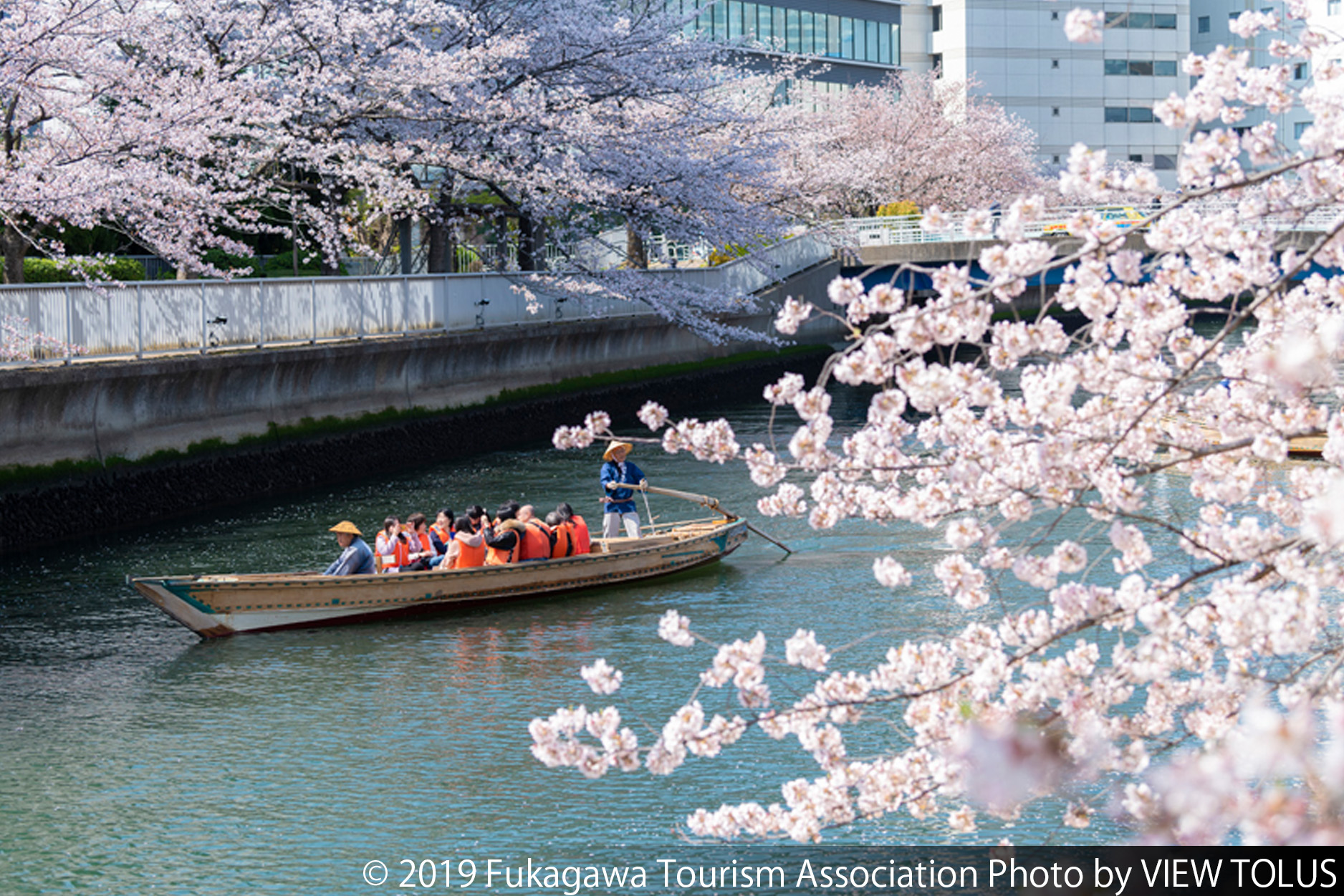 Oedo Fukagawa Cherry Blossom Festival