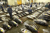 Tsukiji Market Tuna Auction Observation Area