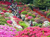 Bunkyo Tsutsuji Matsuri (Azalea Festival)