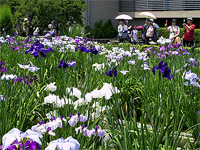 Katsushika Shobu Matsuri (Iris Festival)