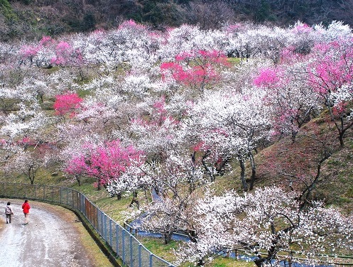 Ume Matsuri