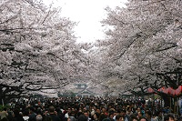 Sakura-dori