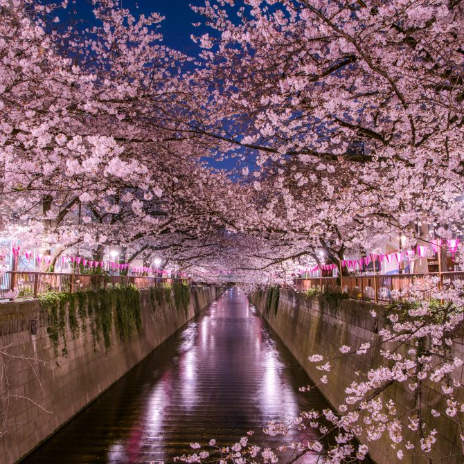 Cerezos en flor en Japón, tercer pronostico para 2020