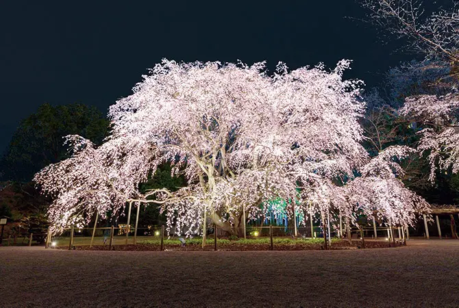 Dónde y cuándo ver cerezos en flor en Tokio en 2024 / Portal Oficial de  Turismo de Tokyo GO TOKYO