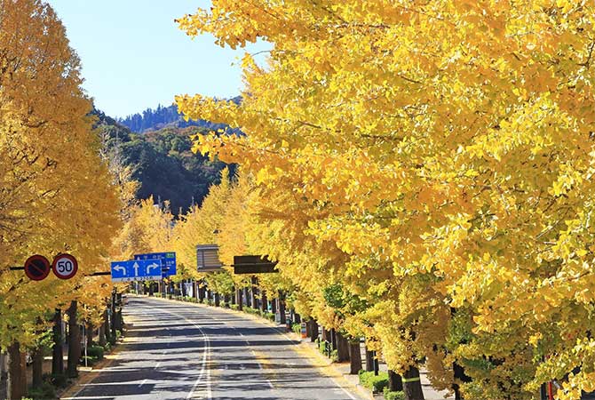 Hachioji Ginkgo Festival