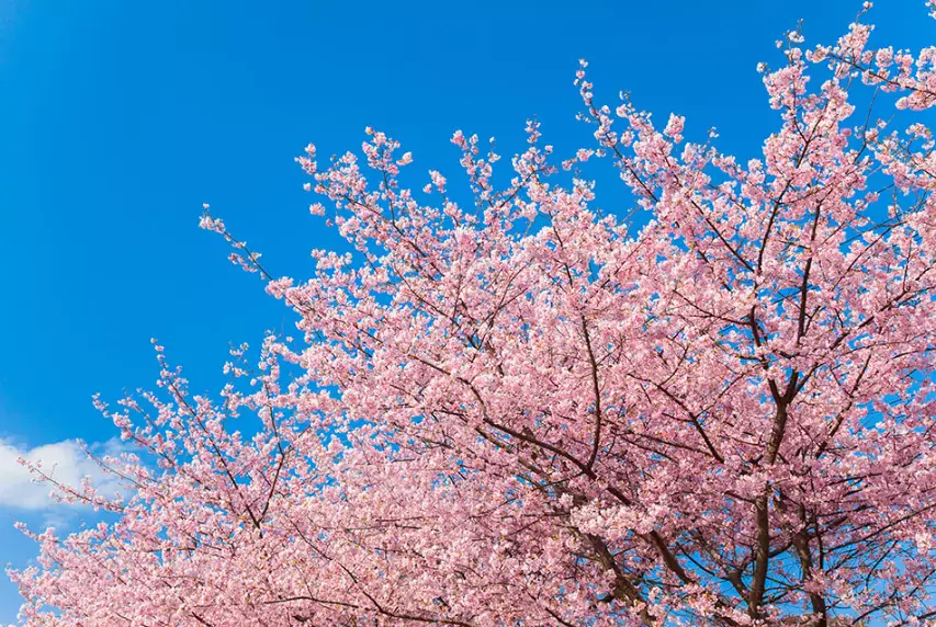 Todo lo que necesitas sobre Sakura – los cerezos en flor japoneses