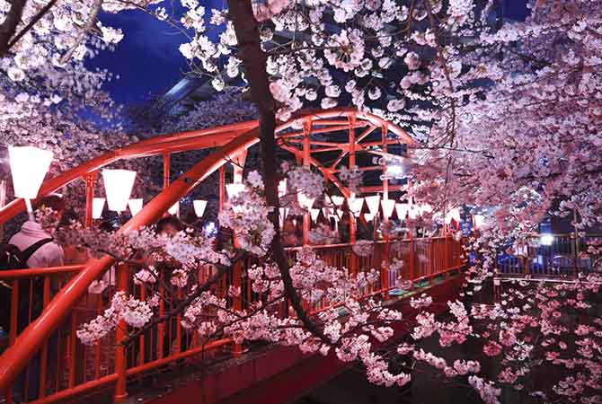 Todo lo que necesitas sobre Sakura – los cerezos en flor japoneses / Portal  Oficial de Turismo de Tokyo GO TOKYO