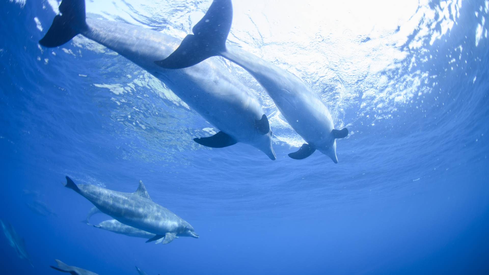 toshima-island