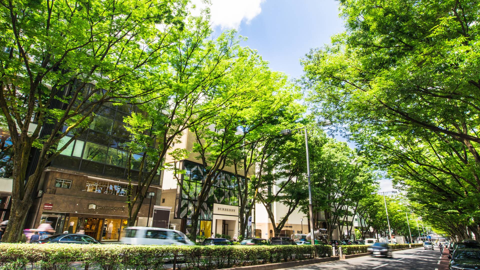 aoyama-and-omotesando