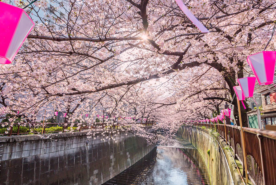 Cerisiers en fleur le long de la rivière Meguro