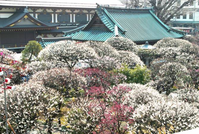 Fête des pruniers Ume Matsuri de Bunkyo