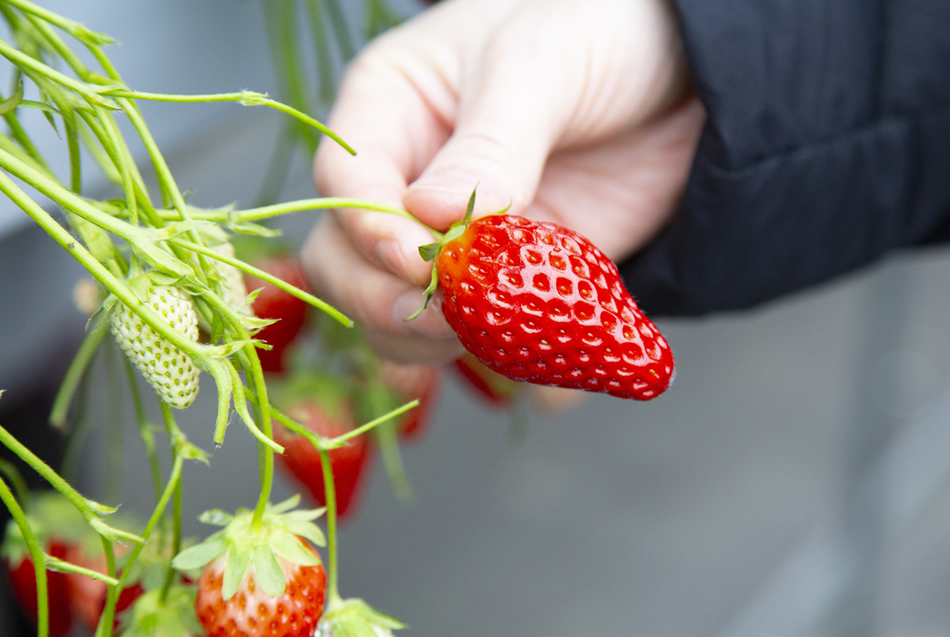 Fraises