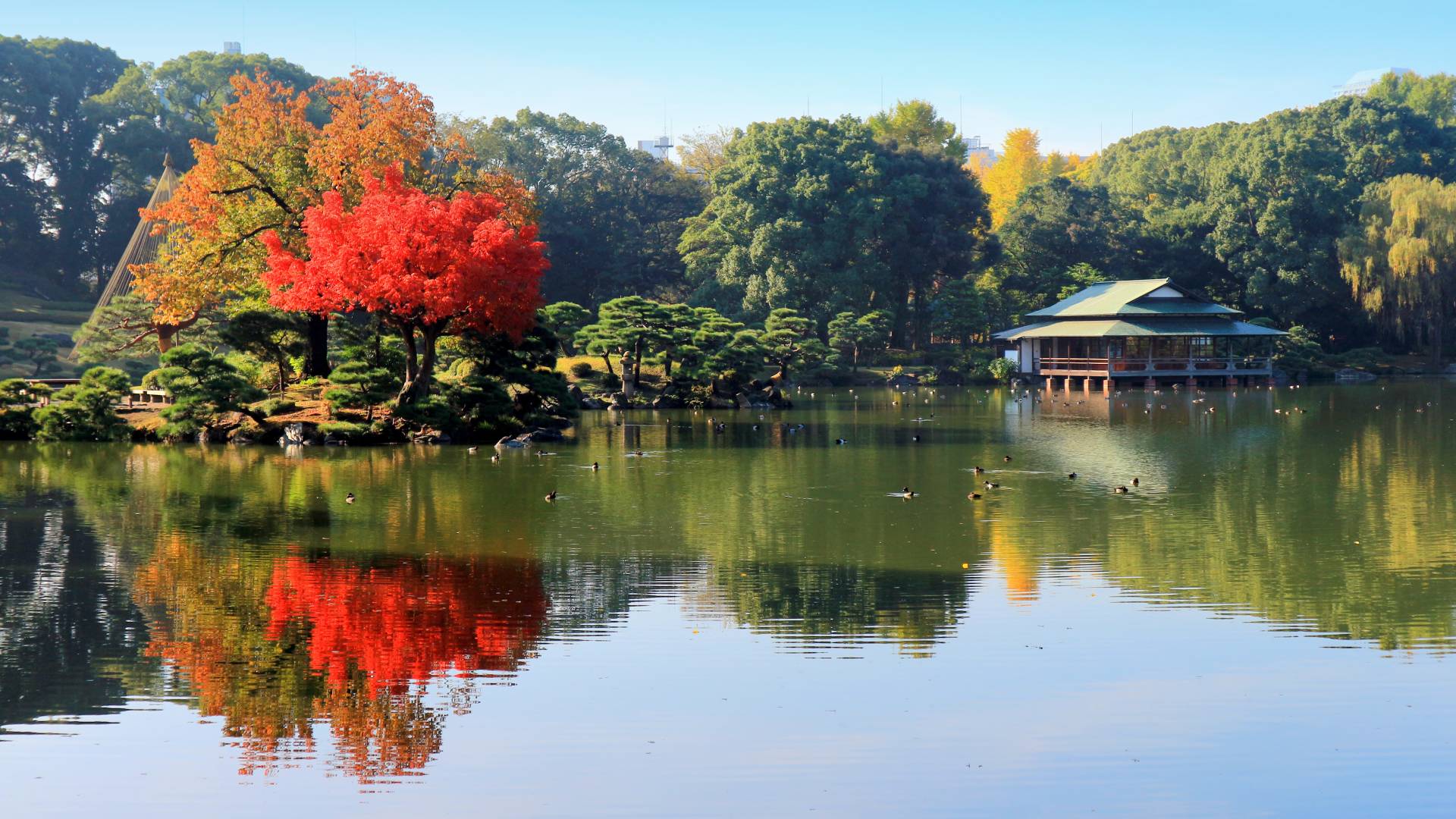 Le jardin japonais d'Amoena - La terre est un jardin