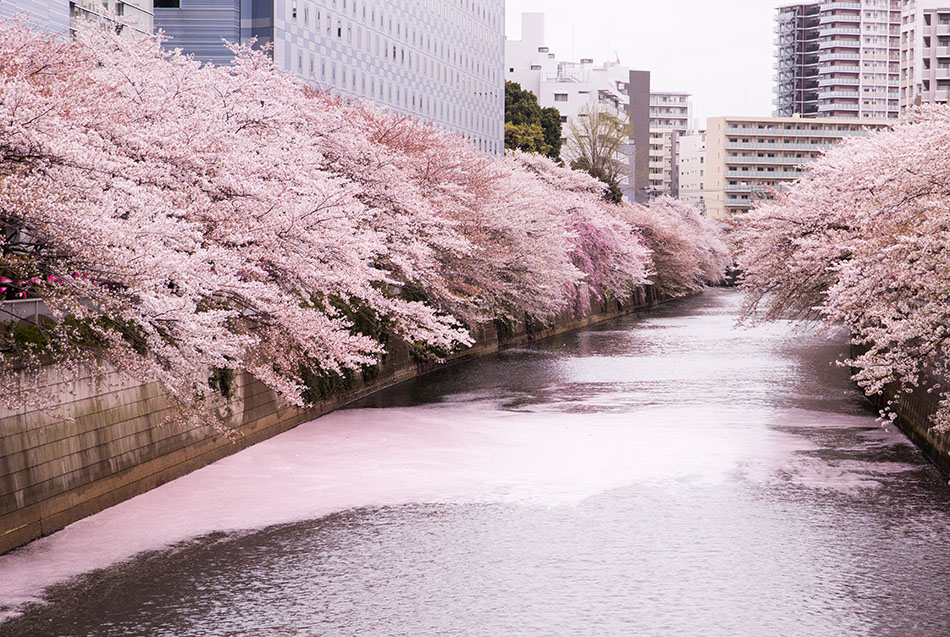 Sakura trees and petals on the Meguro river