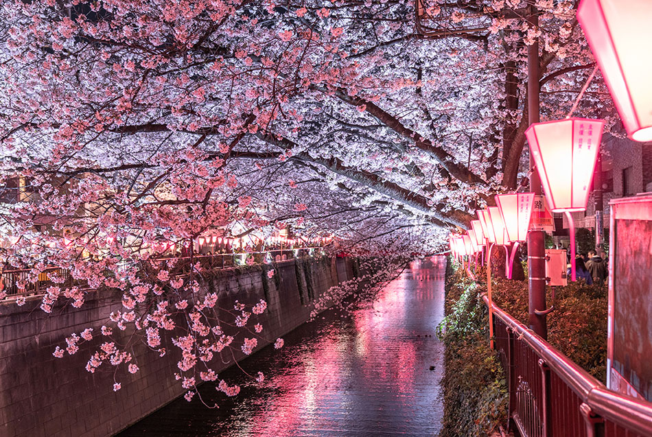 Meguro river sakura and lanterns at night