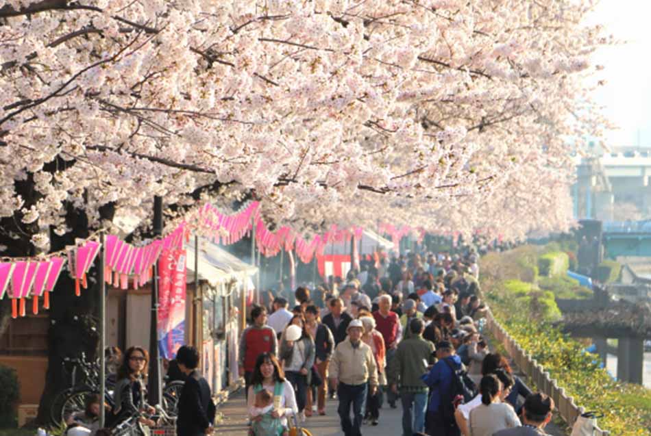 Bokutei Sakura-matsuri Festival