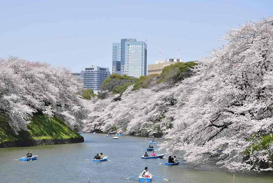 Sakura Festival in Chiyoda