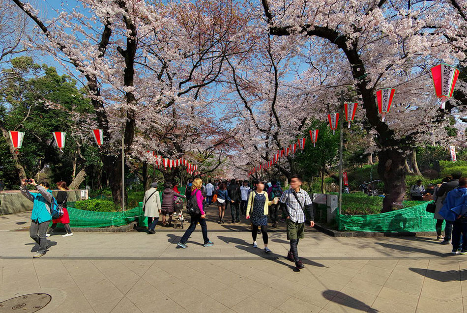 Ueno Sakura Matsuri
