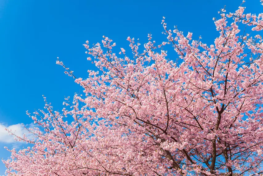 Sakura: tutto ciò che si deve sapere sui Sakura, i ciliegi giapponesi in  fiore / Sito ufficiale dedicato al turismo a Tokyo GO TOKYO