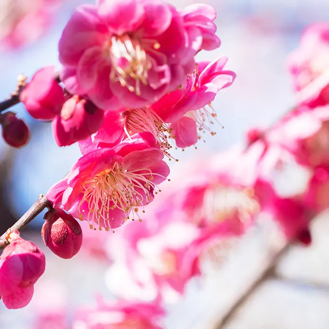 東京の冬に咲く梅―春を告げる最初の花を訪ねて／東京の観光公式サイト