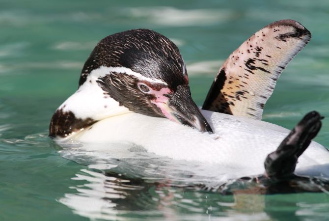 羽村市動物公園