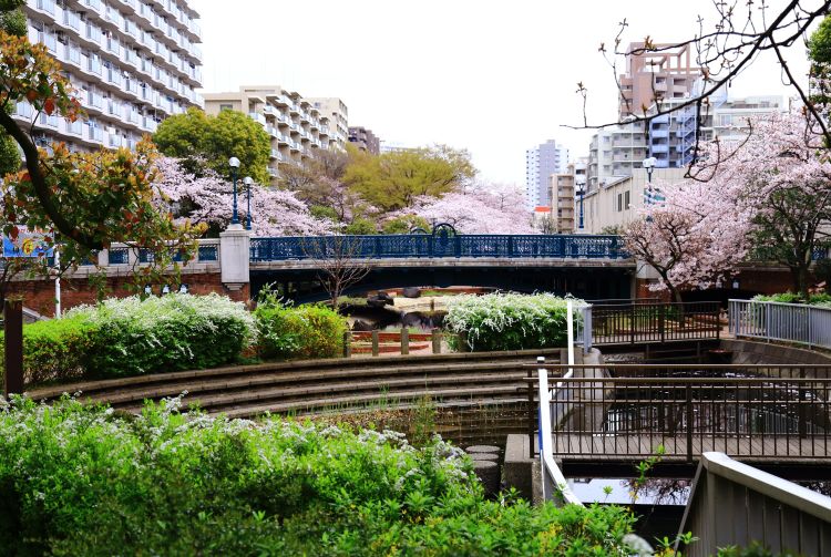 仙台堀川公園 東京の観光公式サイトgo Tokyo